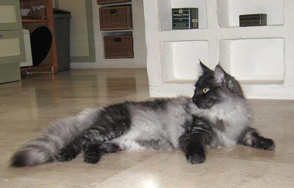 Monty Chills Out On The Kitchen Floor