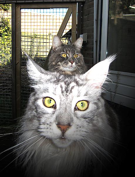 Amazing two-headed Maine Coon