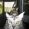 Amazing two-headed Maine Coon