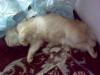 Boboy by Zalifah