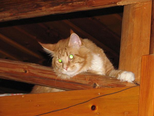 Maine Coon kitties