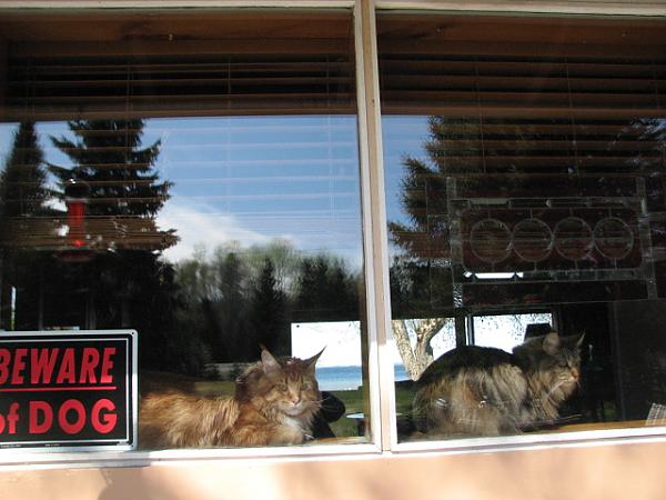 Maine Coon kitties