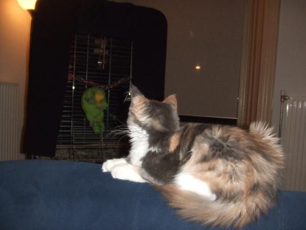 Parrot And Kitten1