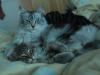 Sylvie And Dudley by Catlover