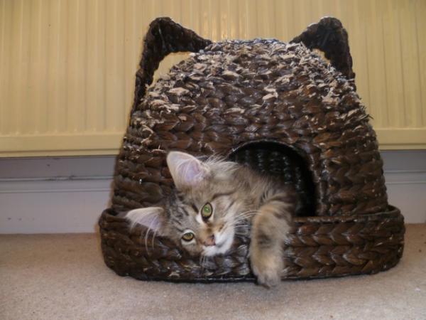 Monty's New Basket - A Present From His Nanny!