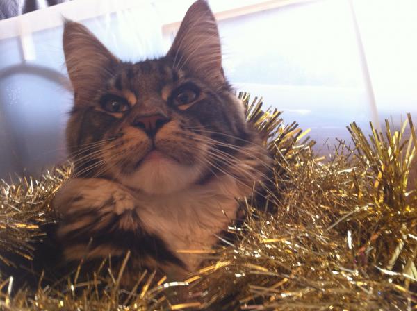 Jasper 'helping' Put Up The Christmas Decorations