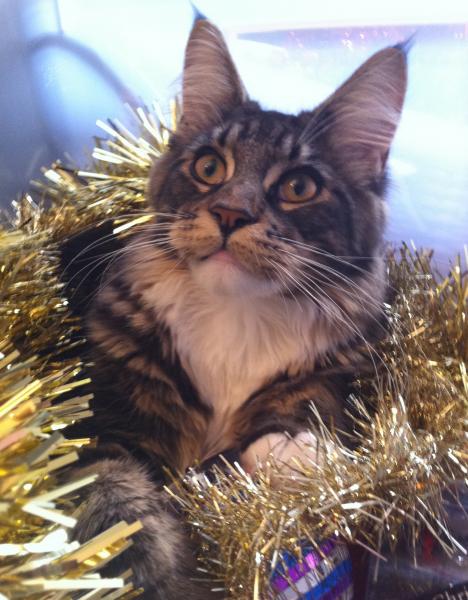 Jasper 'helping' put up the Christmas decorations
