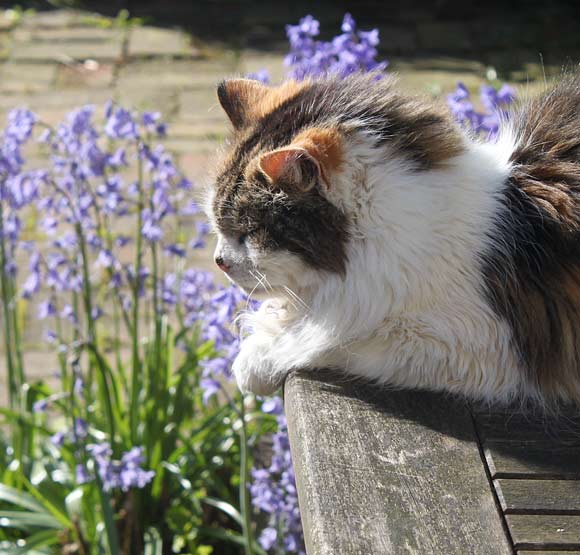 Monkey and some Bluebells