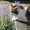 Monkey and some Bluebells