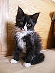 Winston poses on my bed :-)