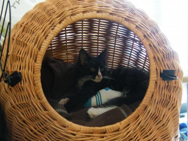 Winston Relaxing In His Basket