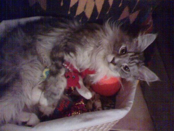 Dakota & His Toy Box