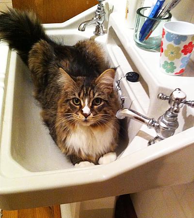 Annie in the sink!
