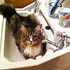 Annie in the sink!