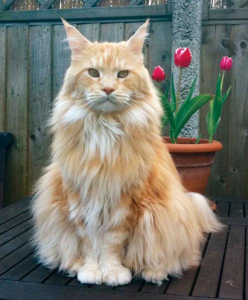 Bob With His Tulips :o)