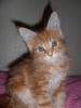 Teddy - 9 Weeks :)