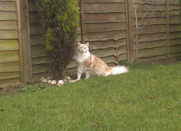 Rusty Playing In The Garden 