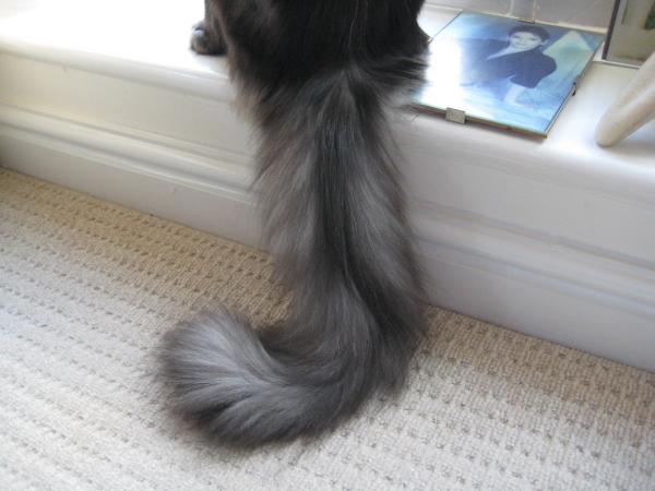 My Tail In The Unusual "down" Position - Normally Held Aloft For All To See!