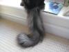 My Tail In The Unusual "down" Position - Normally Held Aloft For All To See!