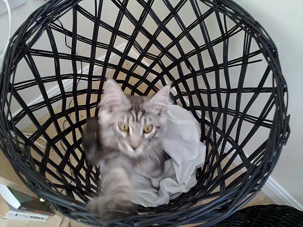 Laundry bin kitten