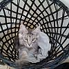 Laundry bin kitten