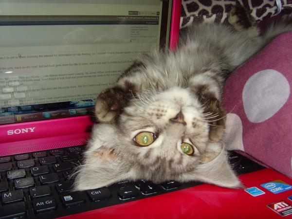 Oh No, You Weren't Trying To *use* Your Laptop Were You?!