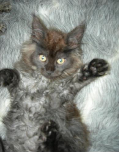 Maurice as a kitten with the breeder