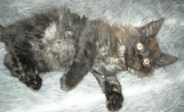 Maurice as a kitten with the breeder