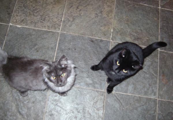 Maurice Waiting For Treats With Our 2 Year Old Moggy "naboo"