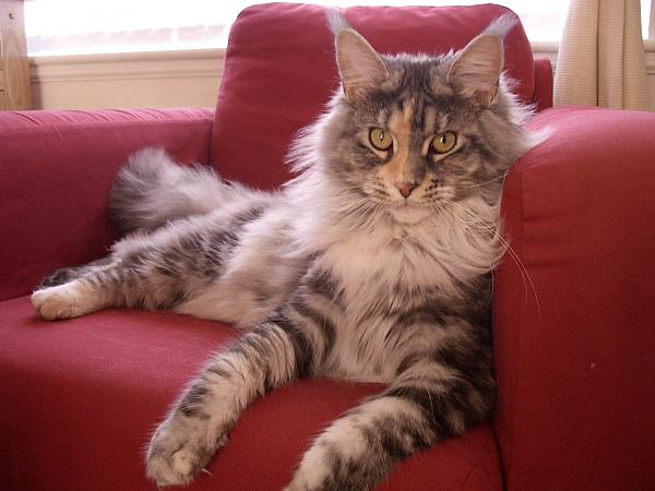Roxy