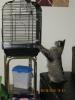 I Tawt I Taw A Puddy Tat!