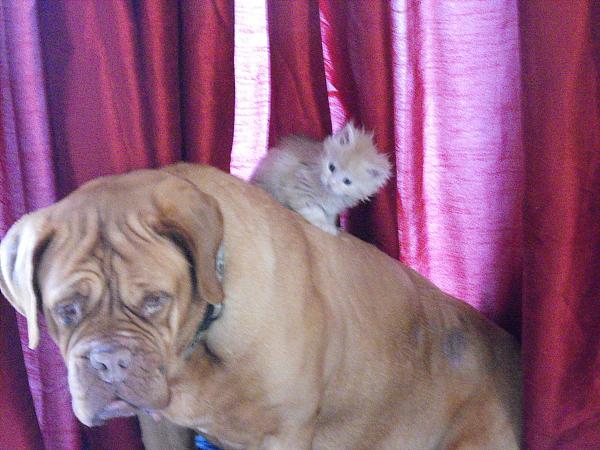 Like a dog with a cat:)