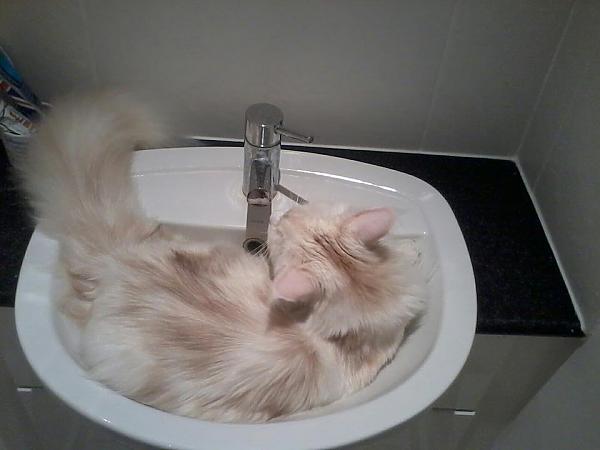 bungo in the sink