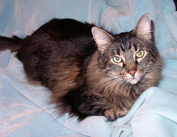 Malibu - a probable Maine Coon