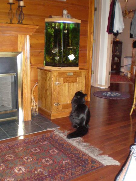 Jimmie discovers the fish tank . . .