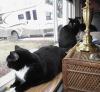 Jimmie and Annie enjoying their shelf by the front window where they spend much time watching birds 