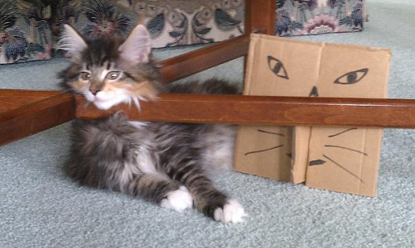 Raylor and his new best friend cardboard kitty
