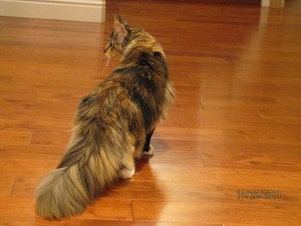 Raylor's Tail