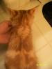 Ginger